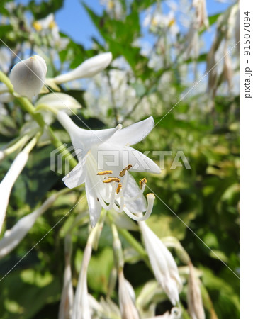 ギボウシの花 ギボウシの花 91507094