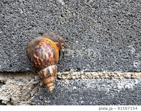 a snail slow move on concrete wall 91507154