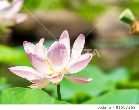 初夏の美しい花 華やかで美しい蓮の花 初夏の美しい花 華やかで美しい蓮の花 91507268