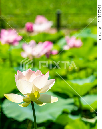 初夏の美しい花 華やかで美しい蓮の花 初夏の美しい花 華やかで美しい蓮の花 91507291