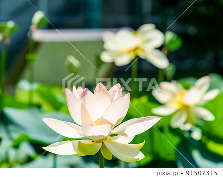 初夏の美しい花 華やかで美しい蓮の花 初夏の美しい花 華やかで美しい蓮の花 91507315