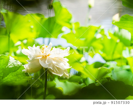 初夏の美しい花 華やかで美しい蓮の花 初夏の美しい花 華やかで美しい蓮の花 91507330