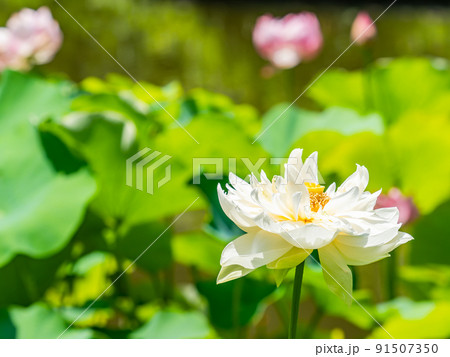 初夏の美しい花 華やかで美しい蓮の花 初夏の美しい花 華やかで美しい蓮の花 91507350