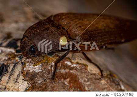 Adult Fire Click Beetle 91507469
