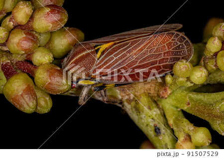 Adult Aetalionid Treehopper 91507529