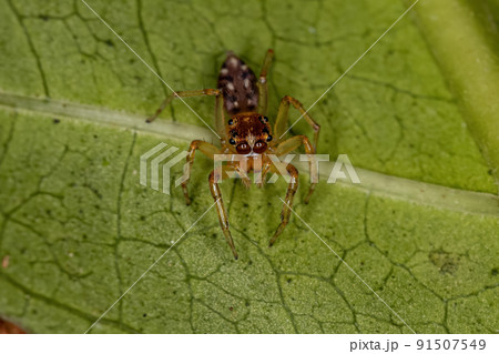 Adult Male Jumping spider 91507549