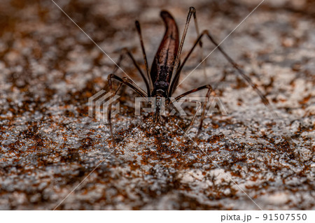 Adult Stretched Thief Spider 91507550