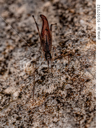 Adult Stretched Thief Spider 91507552