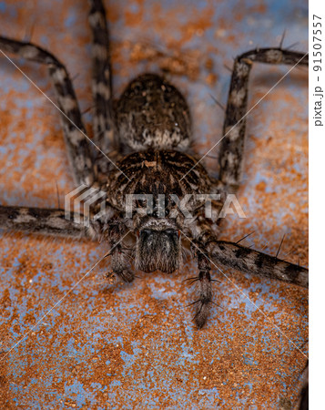 Adult Female Trechaleid Spider 91507557