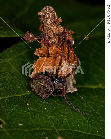 Small Orbweaver Spider on a Small Bagworm Moth 91507562