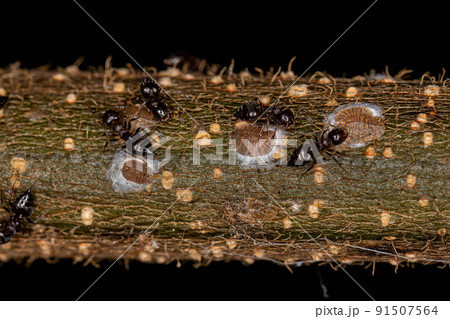 Adult Female Cocktail Ants with small Mealybugs insects Adult Female Cocktail Ants with small Mealybugs insects 91507564