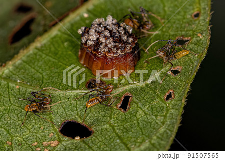 Assassin Bug Nymphs with eggs Assassin Bug Nymphs with eggs 91507565