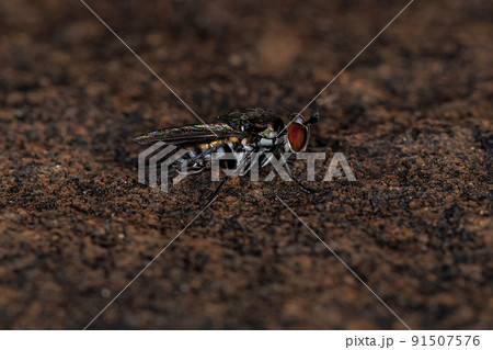 Adult Long-legged Fly 91507576