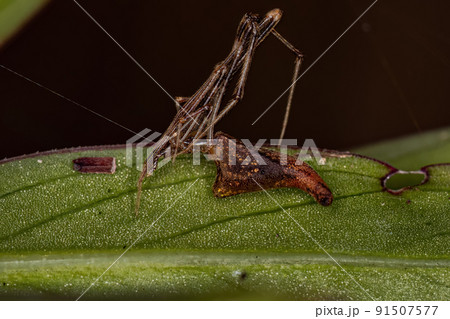 Adult Stretched Thief Spider 91507577