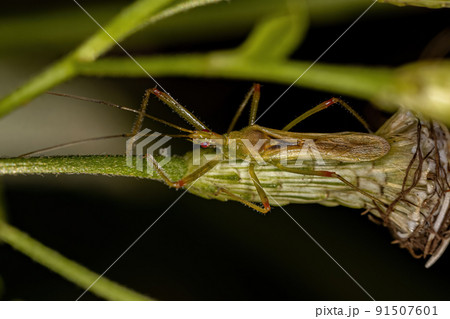 Adult Assassin Bug 91507601