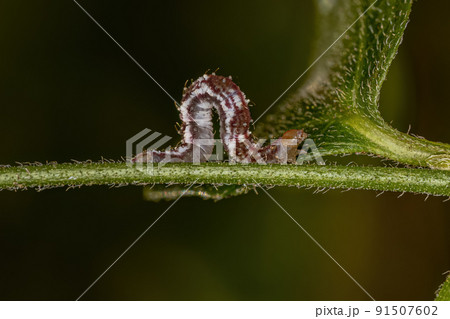 small moth larva 91507602