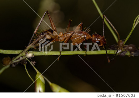 Adult Female Carpenter Ant 91507603