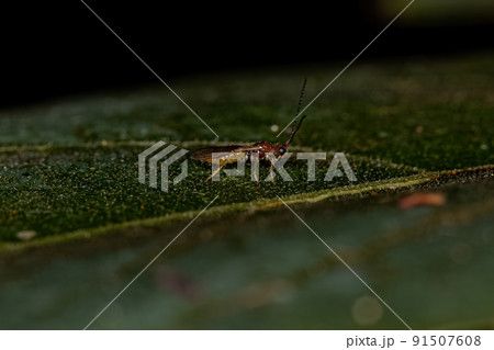 Adult Braconid Wasp Adult Braconid Wasp 91507608