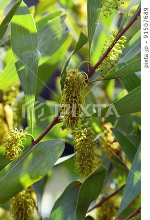 Yellow green flowers of the Australian native Hakea trineura, family Proteaceae. Restricted distribution to soils on hills and ranges of serpentinite rock in Rockhampton region of Queensland 91507689