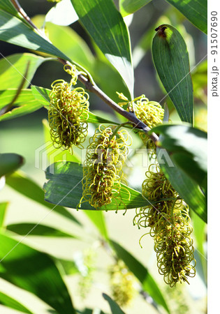 Yellow green flowers of the Australian native Hakea trineura, family Proteaceae. Restricted distribution to soils on hills and ranges of serpentinite rock in Rockhampton region of Queensland 91507690