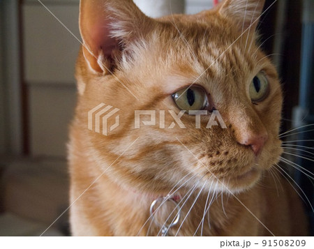 聞き耳をたてるちゃとら柄の猫 91508209