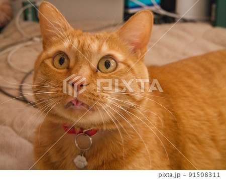 舌をしまい忘れたちゃとら柄の猫 91508311