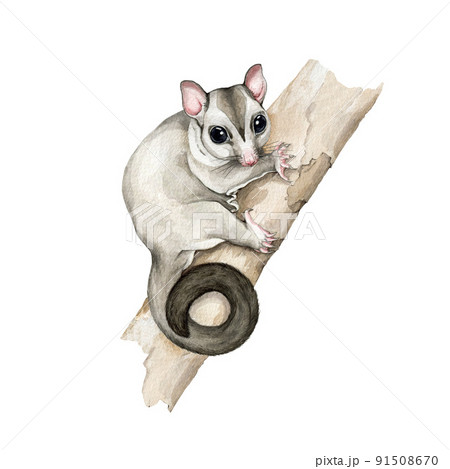 Sugar cheap glider native