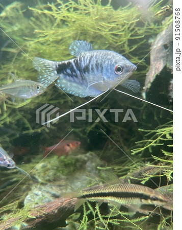 涼しげに泳ぐ観賞魚たち 91508768