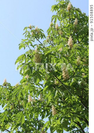 新緑のトチの木とトチの木の花 新緑のトチの木とトチの木の花 91508895