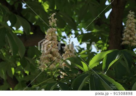 新緑のトチの木とトチの木の花 新緑のトチの木とトチの木の花 91508898