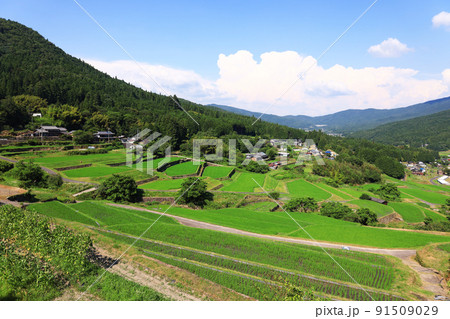 美しい緑の坂折棚田(7月) 美しい緑の坂折棚田(7月) 91509029