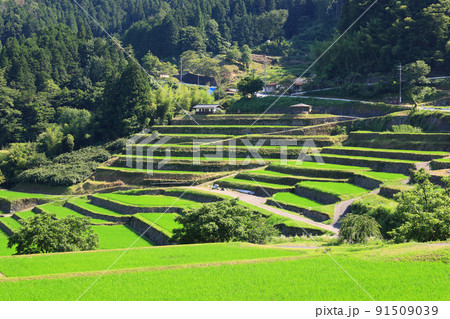 美しい緑の坂折棚田(7月) 美しい緑の坂折棚田(7月) 91509039