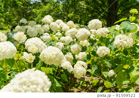 神戸森林植物園 91509522