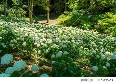 神戸森林植物園 91509523