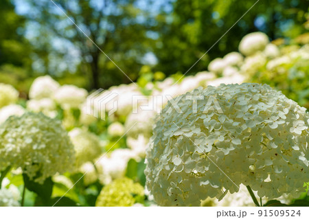 神戸森林植物園 神戸森林植物園 91509524