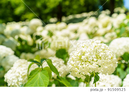 神戸森林植物園 神戸森林植物園 91509525