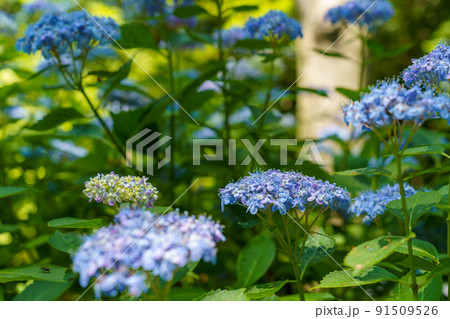 神戸森林植物園 神戸森林植物園 91509526