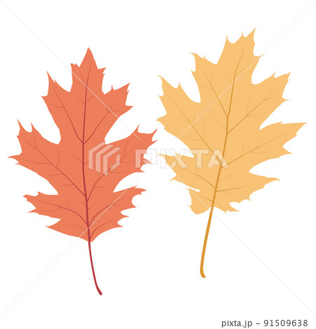 フラットなアカガシワの葉のイラスト 91509638