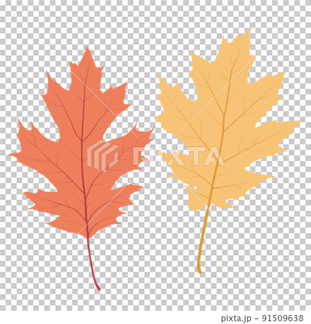 フラットなアカガシワの葉のイラスト 91509638