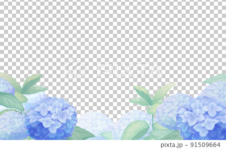 青い紫陽花が咲く風景 91509664