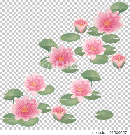 景觀與粉紅色的蓮花 91509667