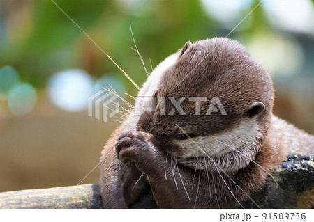 毛繕いをするカワウソ 91509736