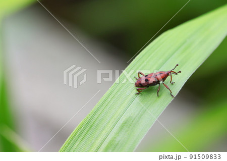 トホシオサゾウムシ トホシオサゾウムシ 91509833