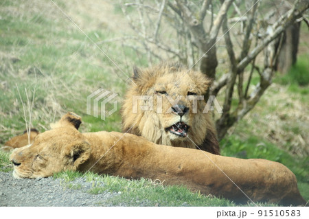 ライオン ライオン 91510583