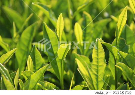 静岡の新茶、茶葉のアップです7 静岡の新茶、茶葉のアップです7 91510710