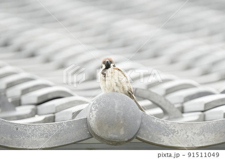 瓦とスズメ 91511049