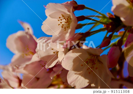 桜のアップと青空 桜のアップと青空 91511308