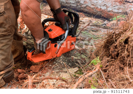 Worker cutting uprooted broken tree with sawn chainsaw after a violent storm Worker cutting uprooted broken tree with sawn chainsaw after a violent storm 91511743