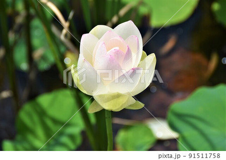 ハスの花 舞妃蓮 ハスの花 舞妃蓮 91511758