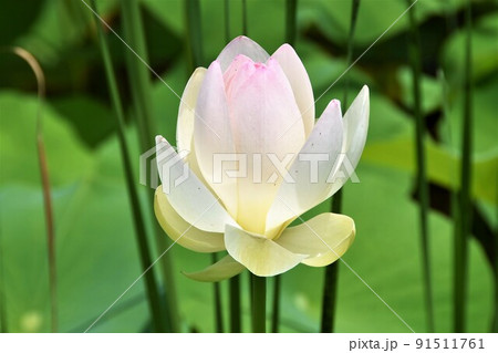 ハスの花 舞妃蓮 ハスの花 舞妃蓮 91511761